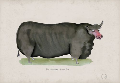 The Aberdeen Angus Cow, fun heritage art print by Tony Fernandes